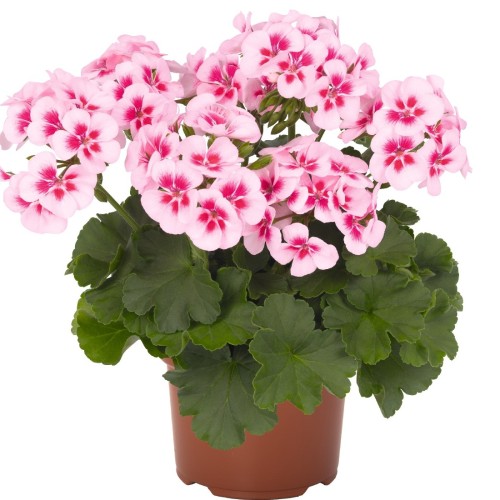 Pelargonium 'Sarita® White Splash' - Pelargoon 'Sarita® White Splash'